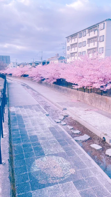 淀の河津桜を見に行ってきました #TLを花でいっばいにしよう