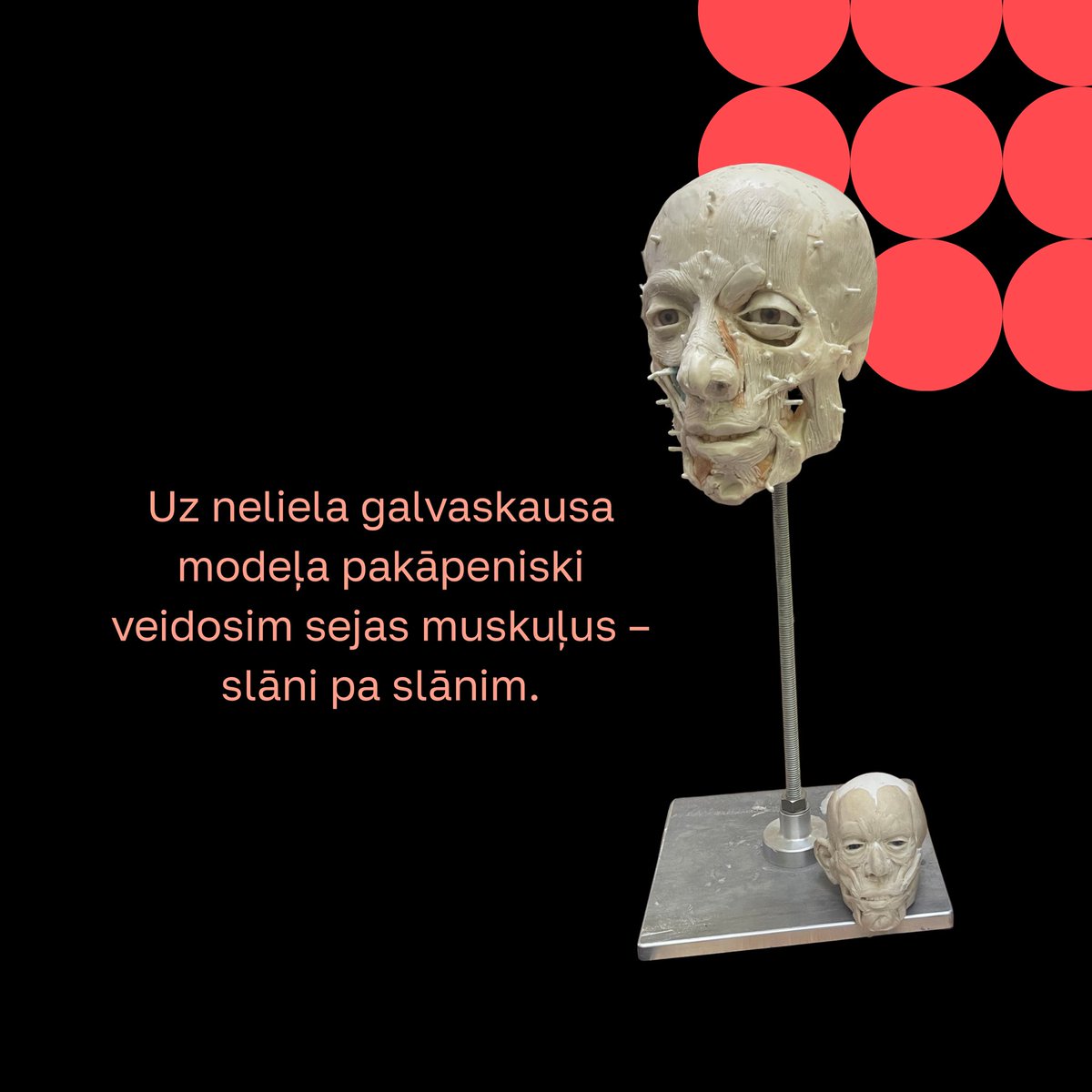 RSU Anatomijas Muzejs | RSU Anatomy Museum tweet media