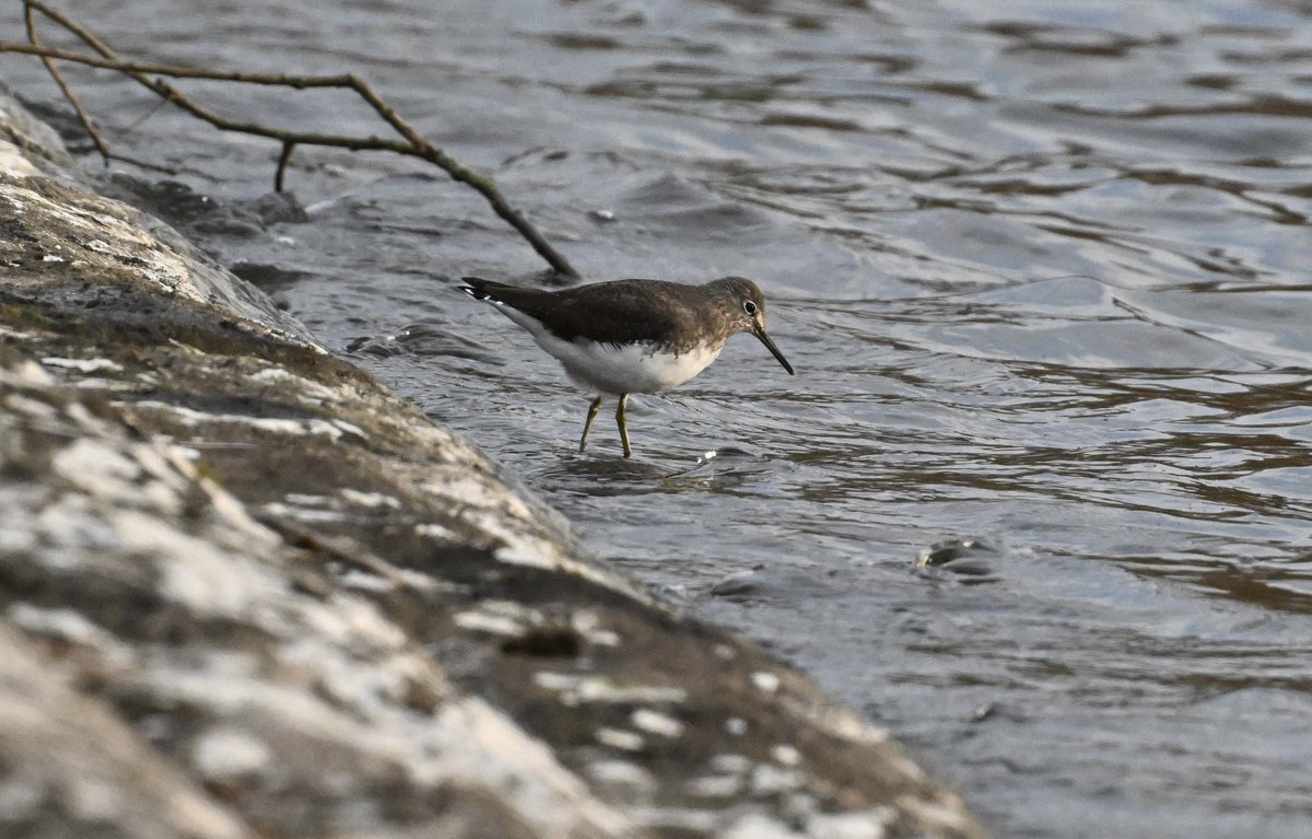 Bri Thompson tweet media