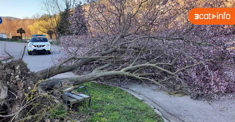 3CatInfo tweet media