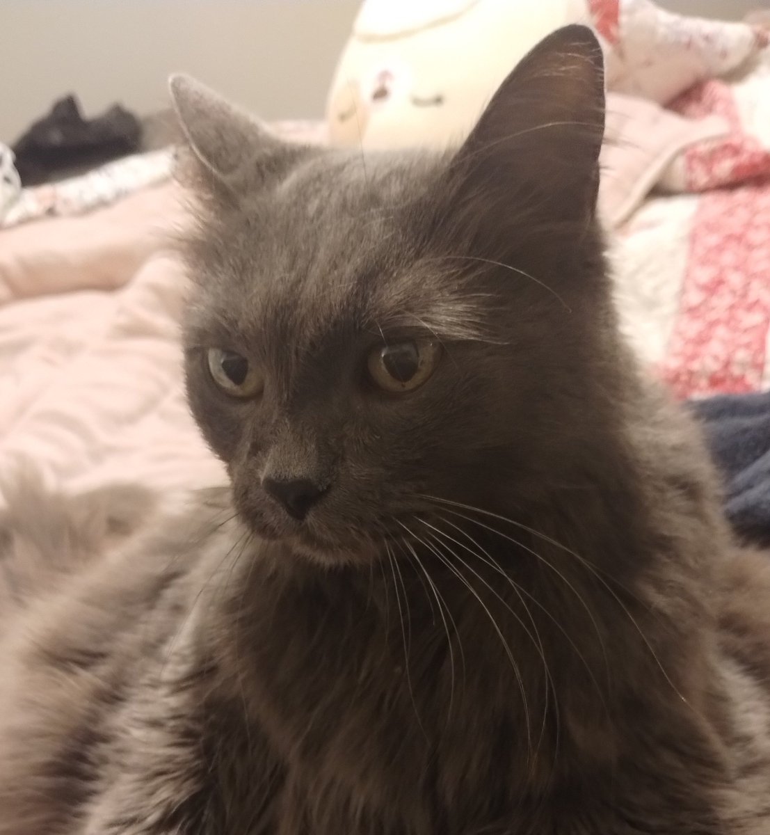 Following Trend tweet media