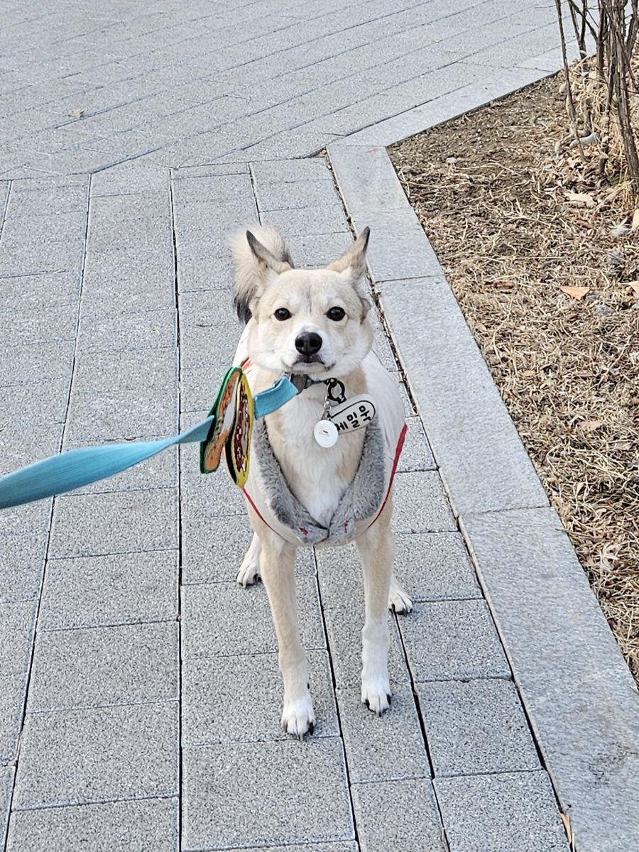 메밀묵 tweet media