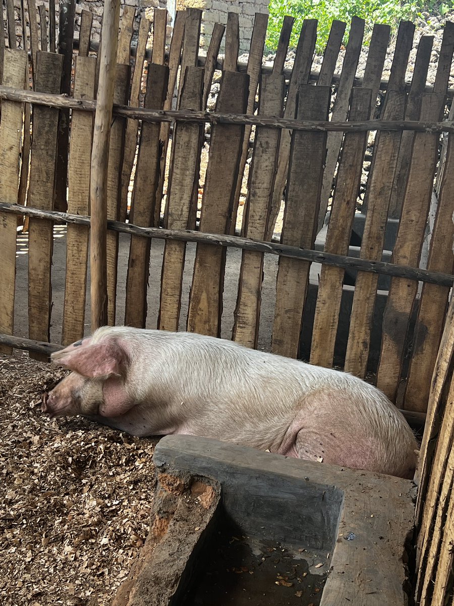 SMARTFARM SOLUTIONS LTD tweet media