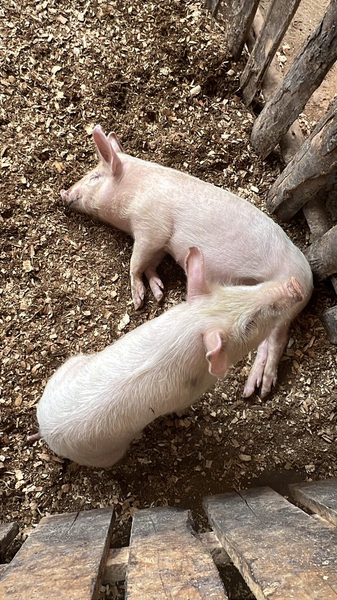 SMARTFARM SOLUTIONS LTD tweet media