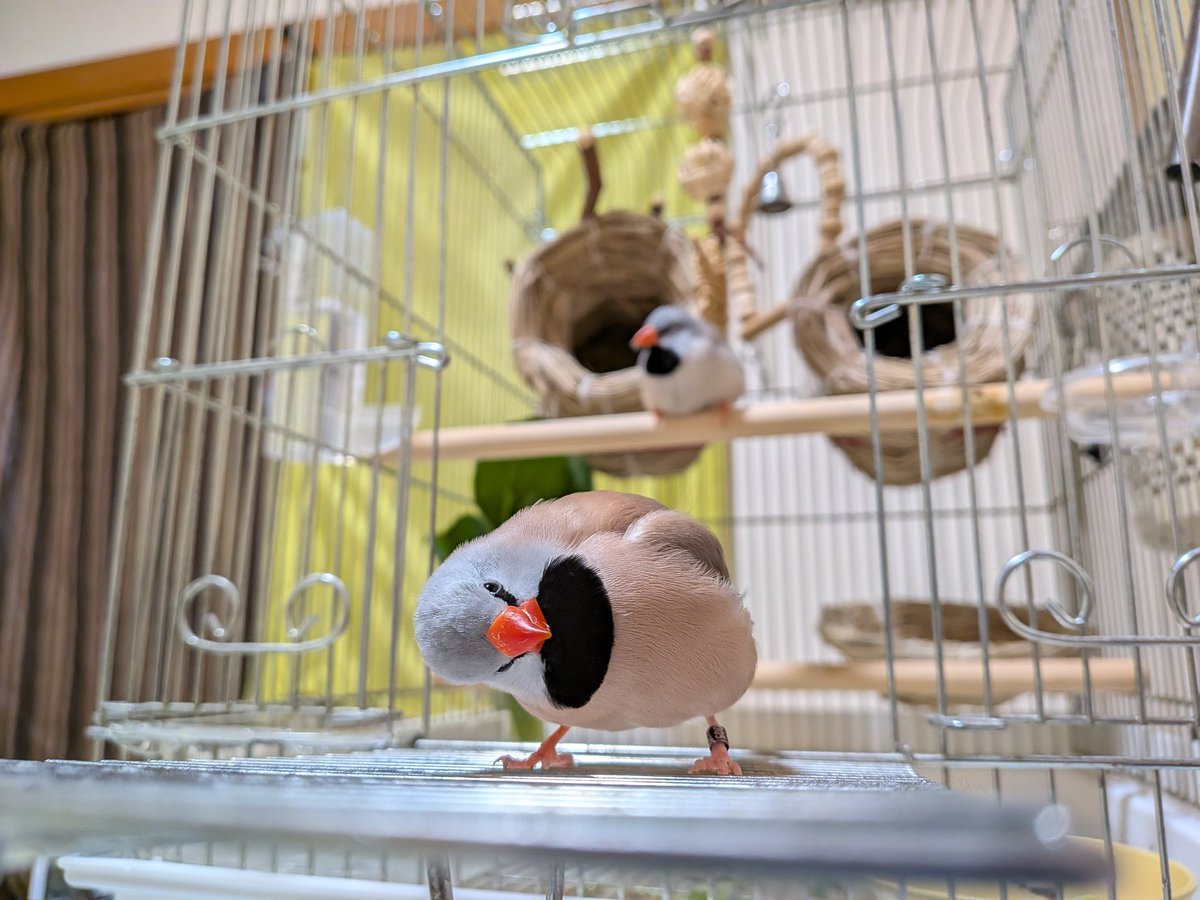 スタとフォグ tweet media