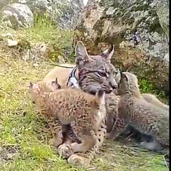 Nuestro Mar Menor tweet media