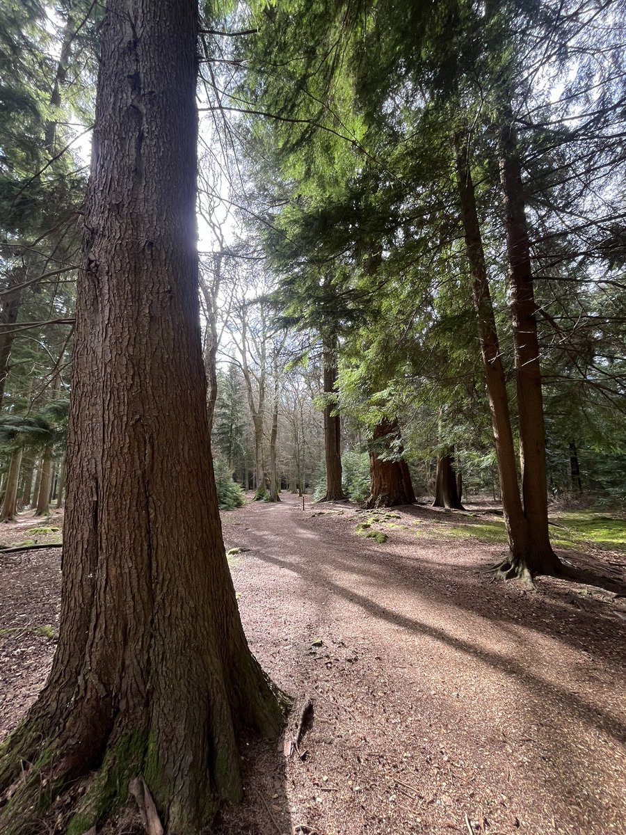 TravellingTrev's tweet image. The gorgeous ‘Tall Trees Trail’ in the #NewForest right now ❤️🌳🌲