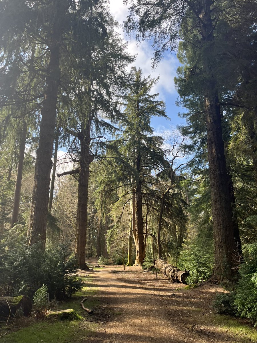 TravellingTrev's tweet image. The gorgeous ‘Tall Trees Trail’ in the #NewForest right now ❤️🌳🌲