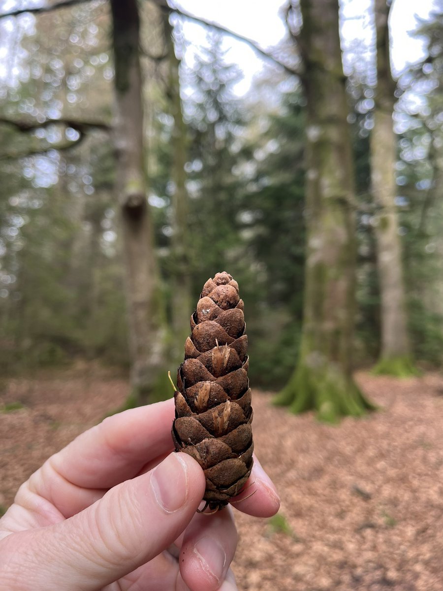 TravellingTrev's tweet image. The gorgeous ‘Tall Trees Trail’ in the #NewForest right now ❤️🌳🌲