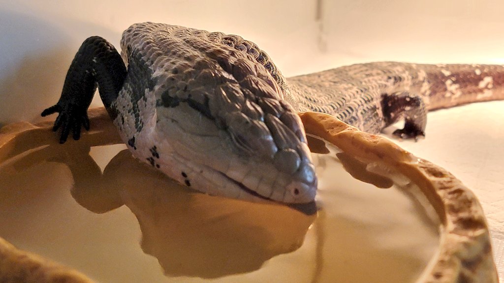 ニド疑いで闘病中？のおたまちゃんが！
最近！目を開けてる姿がちょこちょこ確認出来る！2週間食べなかったけど！ここ最近は食べてくれるようになった！！
元々週1で注射＆朝晩2種類の目薬だったけど、目薬やめて注射を2週に1度にしてから良くなっている🥺目薬が結構負担だったのかも😭頑張れー🥺‼️