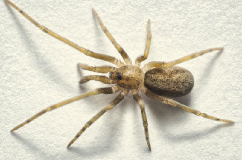 MIZA-UCV tweet media