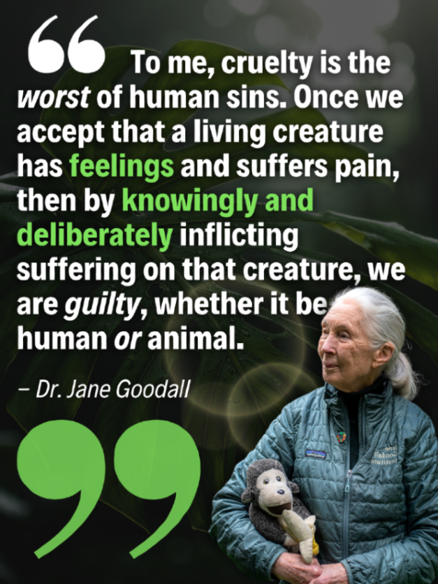 teamveganfta's tweet image. We know they feel. The question is… why do we keep acting like they don’t? 🌱

Quote from janegoodalluk (IG)

#quotes #inspirationalquote #veganquote