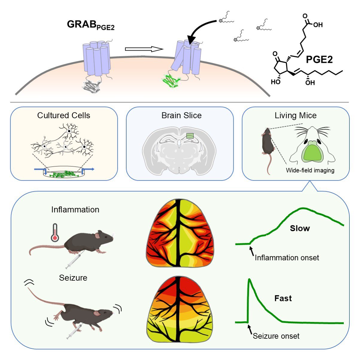 Yulong Li Lab tweet media