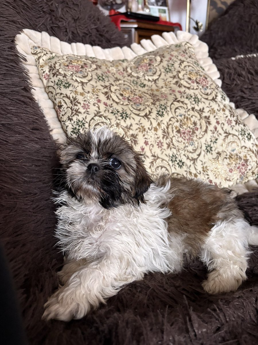 lukrecja 🩶 polish dennis whitaker enjoyer tweet media