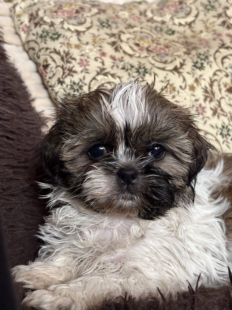 lukrecja 🩶 polish dennis whitaker enjoyer tweet media