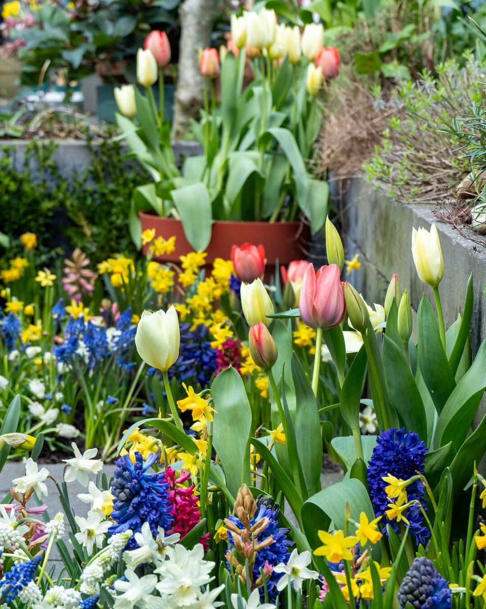 Flowerbulbs.com tweet media