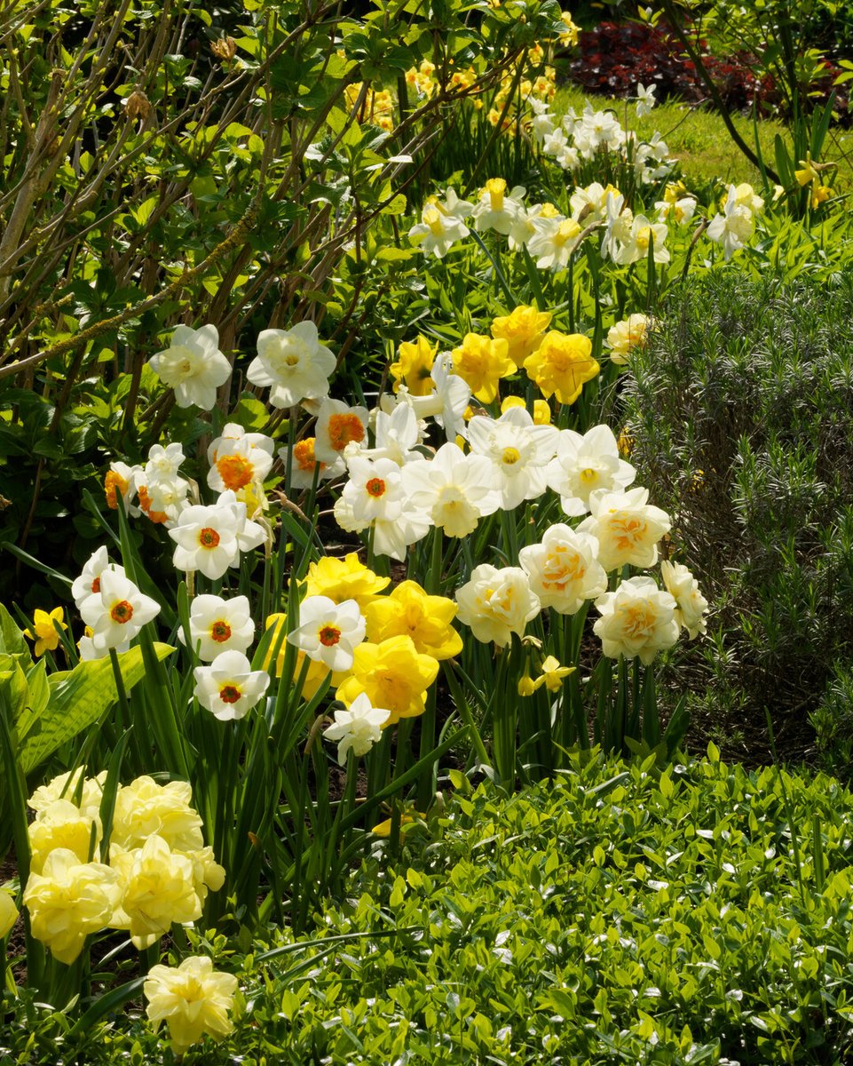 Flowerbulbs.com tweet media