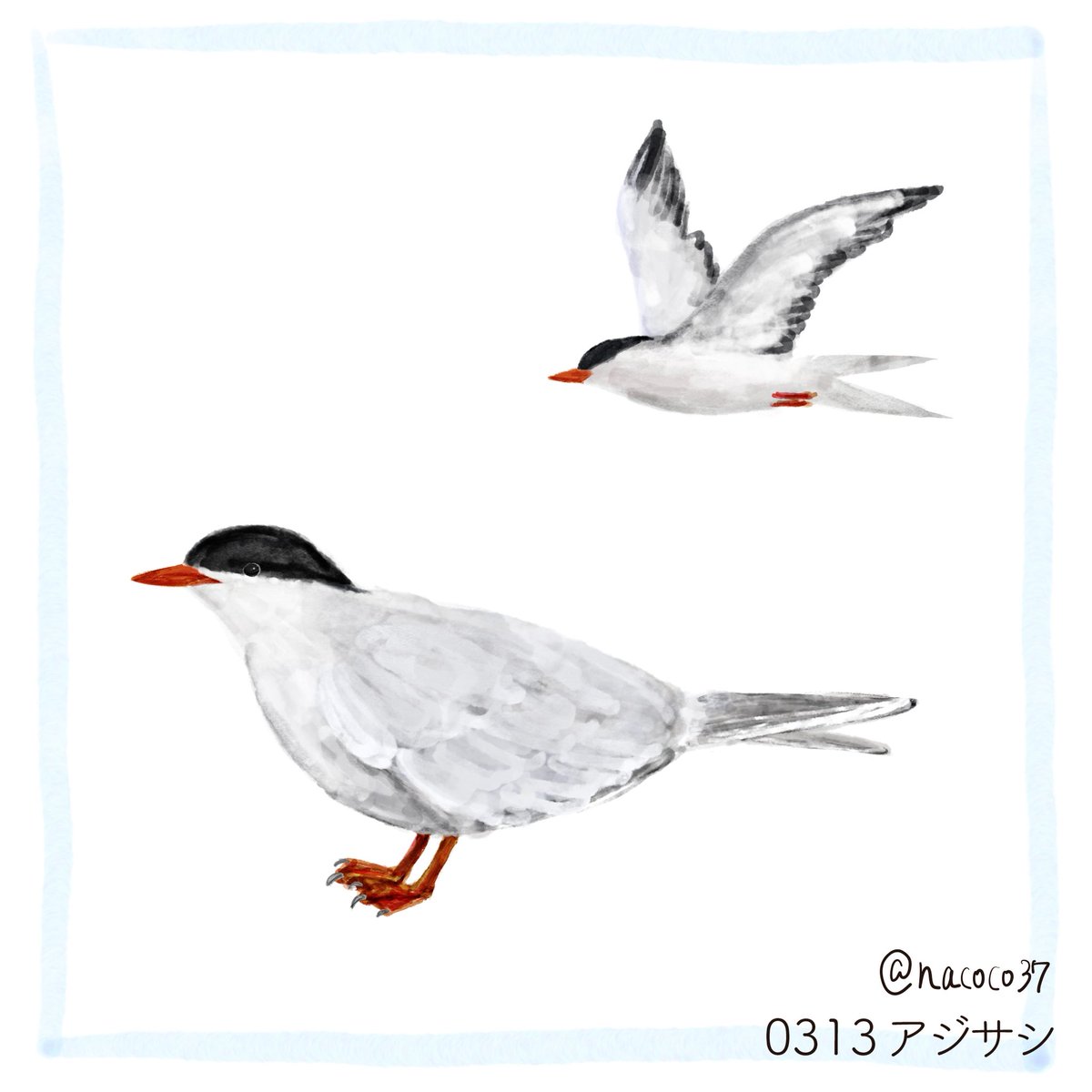 nacoco37's tweet photo. 3月13日
204日目（version3）
アジサシ
シュッとした見た目している割りにはカモメ科です。
何と無くカモメって、飛んでないとポテッとしているイメージ。
#イラスト #illustration
#アジサシ #commontern https://t.co/9hVNJwG0Oz