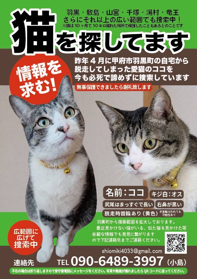 ココを引き続き探しています。甲府市荒川のはま寿司の近くの方がココに似たネコに餌をあげていると情報が入りました。
はま寿司付近にまたチラシを配る予定です。見かけた方はぜひご連絡お願い致します、些細な情報でもお待ちしています。動画を撮っていただけるとありがたいです。