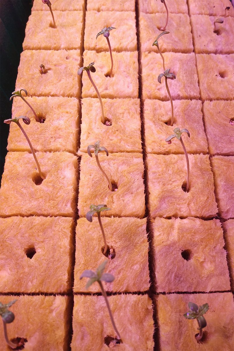 Ruder Hartlage Backbord tweet media