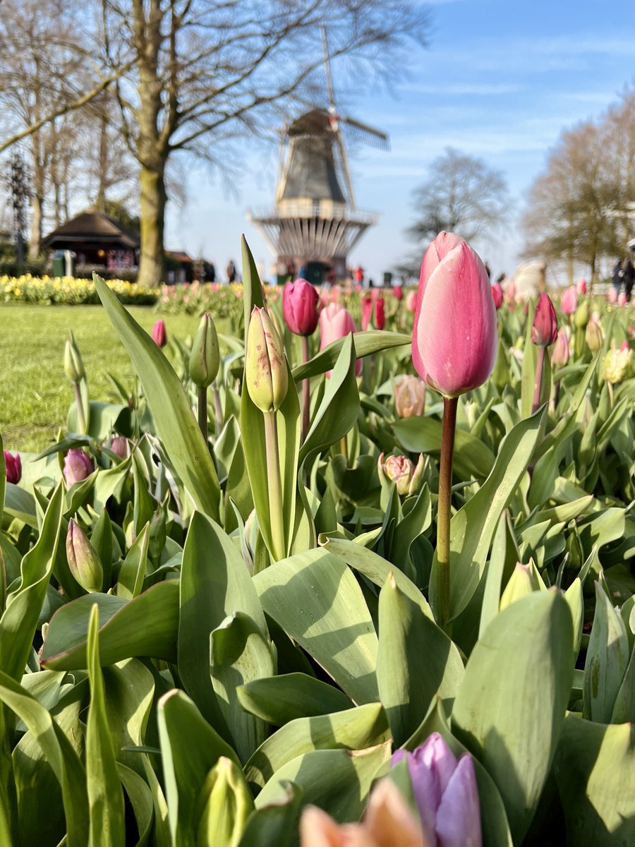 fromcongototheworld.com/keukenhof/
Keukenhof 2026 opens in just 4 days! 🌷
#Keukenhof #Keukenhof2026 #tulips #TulipSeason #Netherlands #SpringInHolland