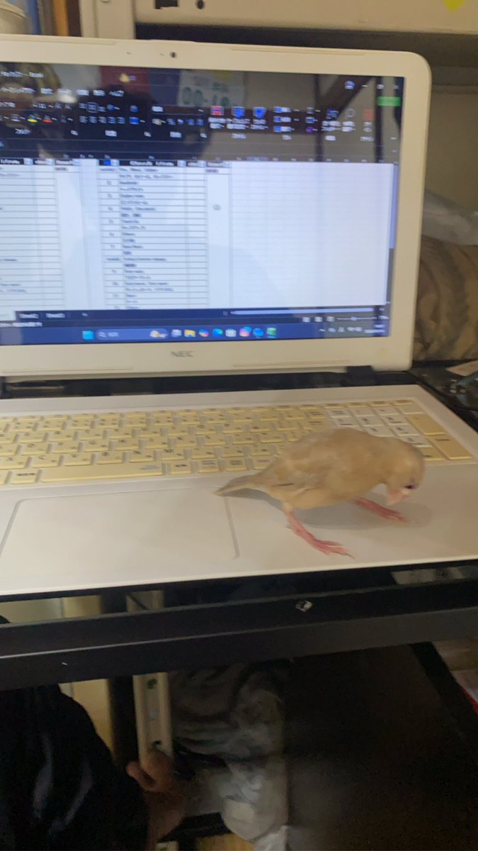 パソコンいじってるとめちゃくちゃ邪魔してくるし､めちゃくちゃエサ散らしやがるけど長生きさせたいなって思う
白文鳥も一緒に飼いたいと悩み中