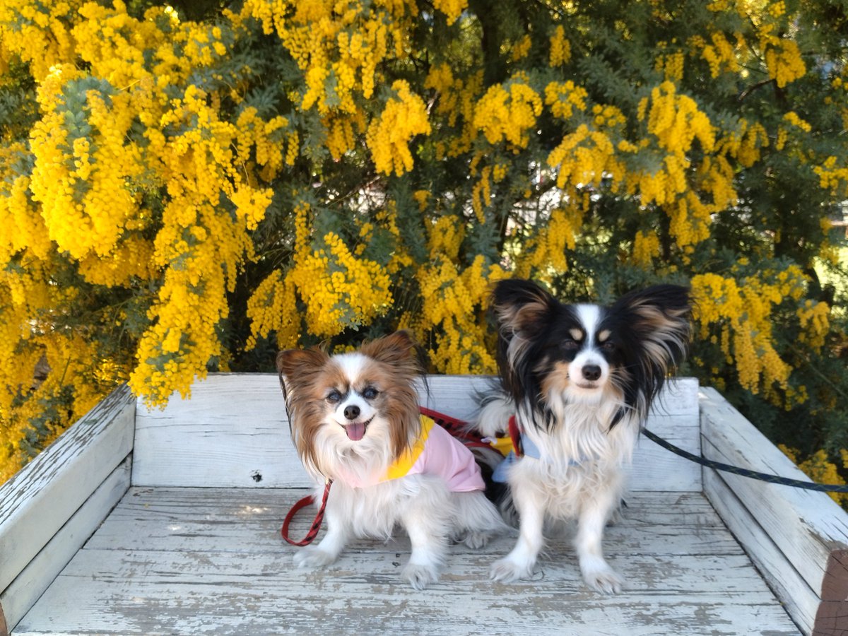 パピヨンの凛(茶白)と蓮(トライ) tweet media