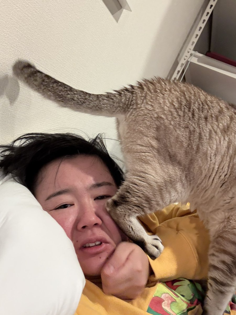 Post by やす子 on X: #猫のいる暮らし