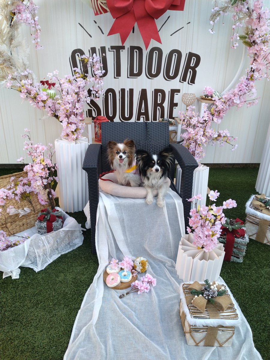 パピヨンの凛(茶白)と蓮(トライ) tweet media