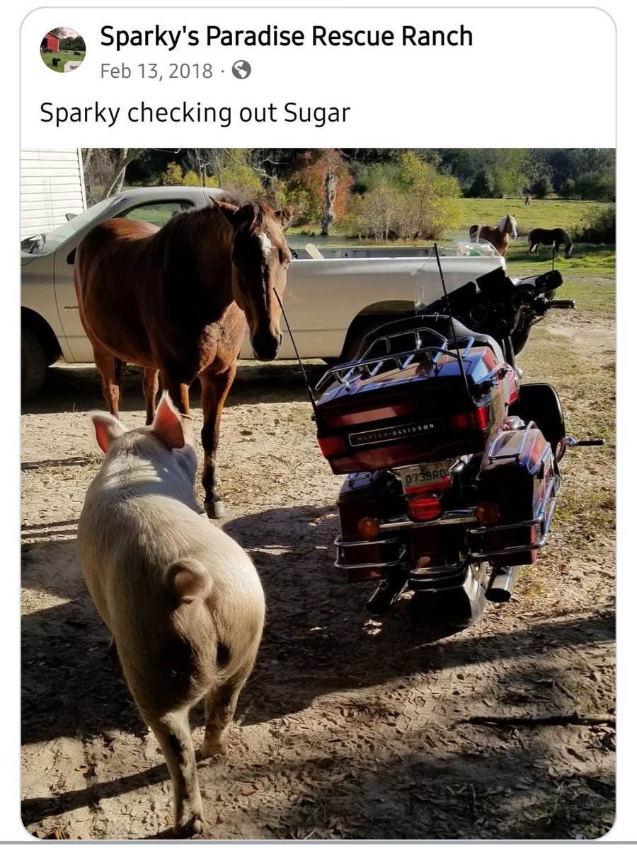 Deplorable Dawn tweet media