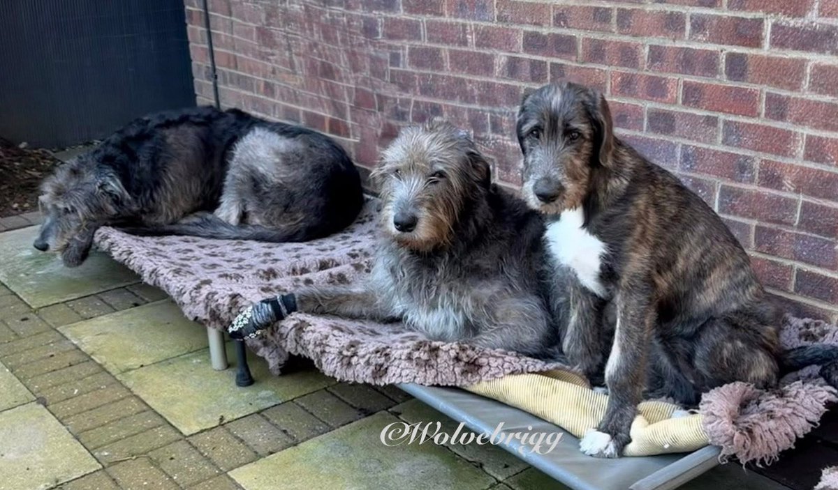 Wolvebrigg Irish Wolfhounds tweet media