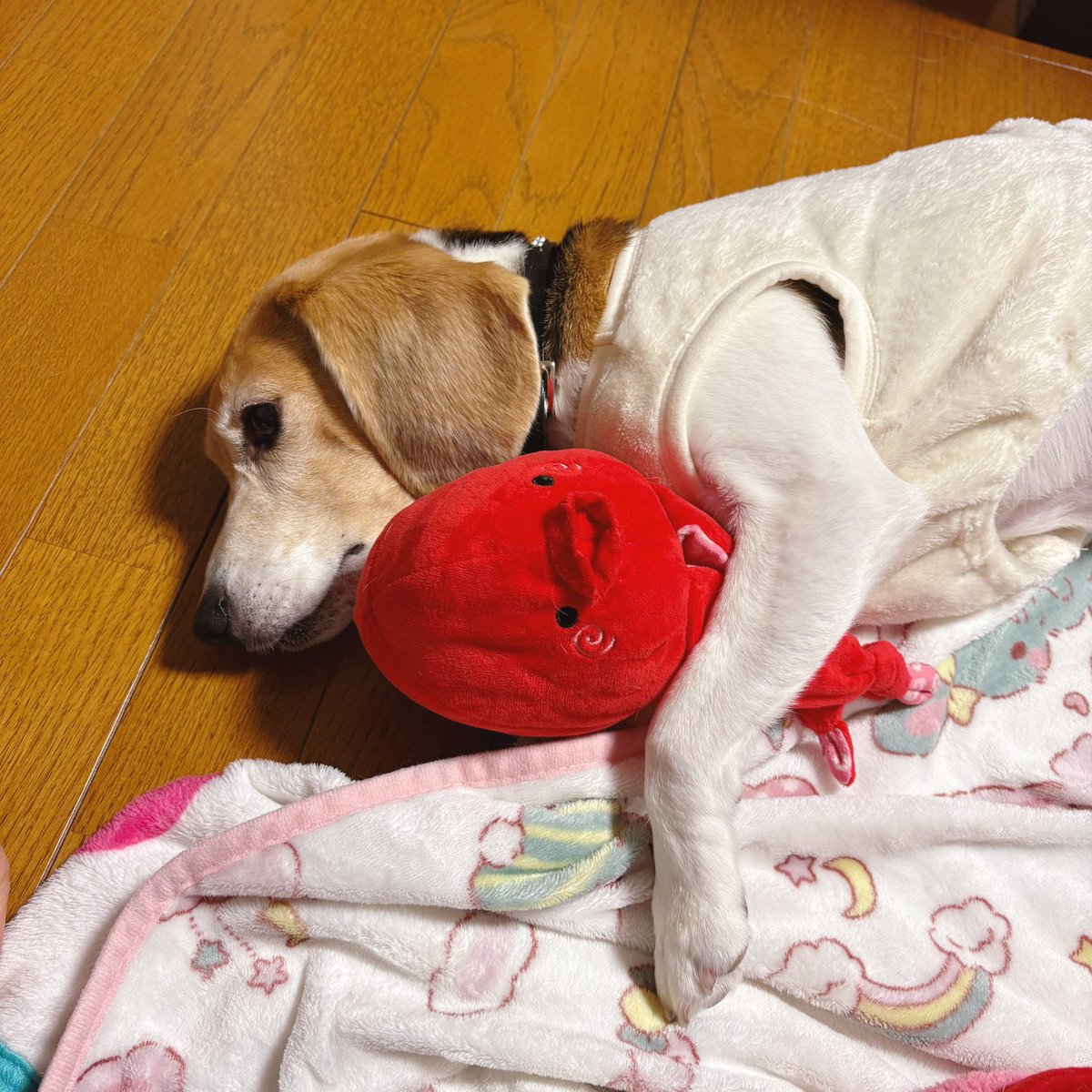 cocona_darake's tweet photo. タコさんと添い寝🐙🐶💤

#beagle #ビーグル #犬との生活 https://t.co/ghfTVwP6KS
