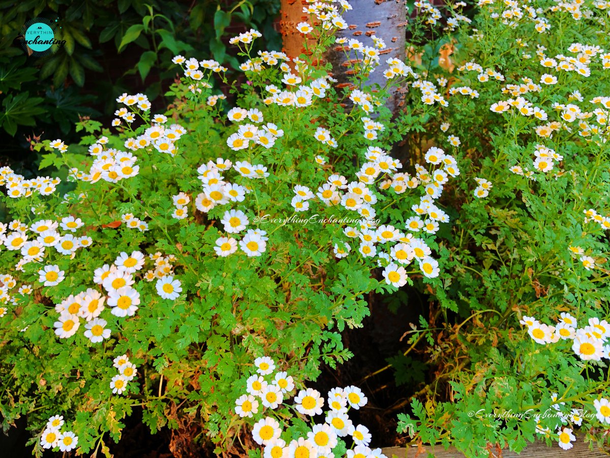 EverythingEnch1's tweet image. ~ Small Blooms, Big Resilience 🌼 ~ Grow wild and stay bright. You don’t have to be the biggest flower in the garden to bring the most light. Happy #sunday everyone 🩷

#wildflowers #feverfew #flowers #photography #everythingenchanting