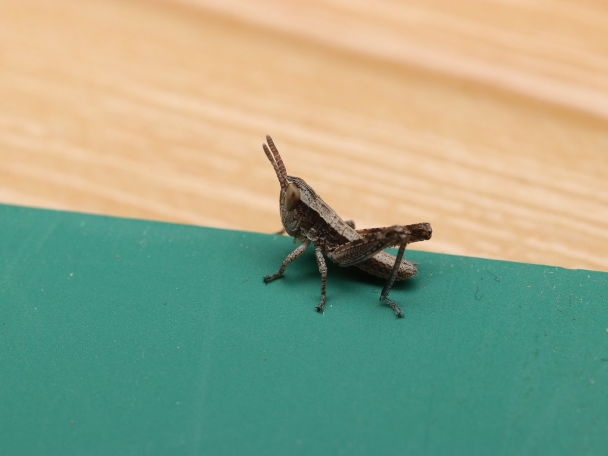 ヒデ@バッタラボ tweet media