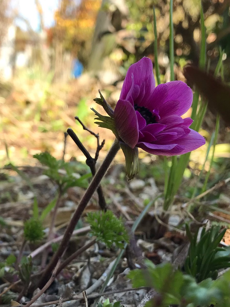 irish_greentea's tweet photo. 春の花いろいろ咲いています。 https://t.co/ggukXbXeOL