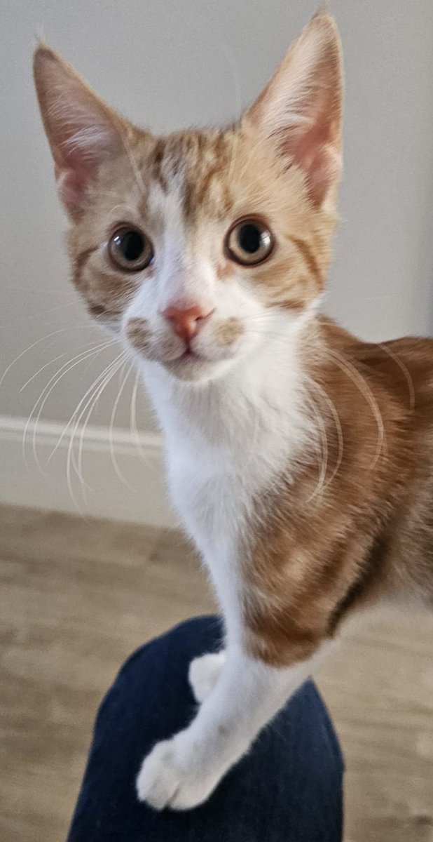 Andrew Linlathen tweet media