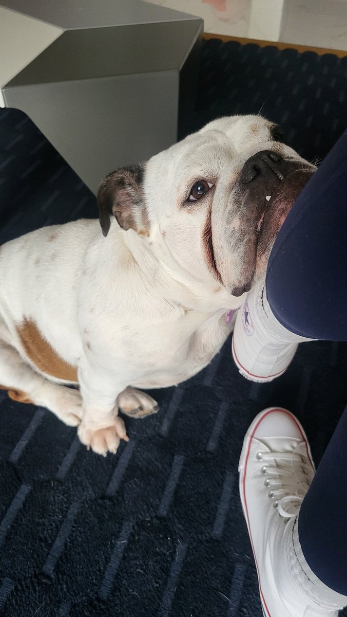 Sole ❤️ Duca Bianco Di Pan Barattolo tweet media