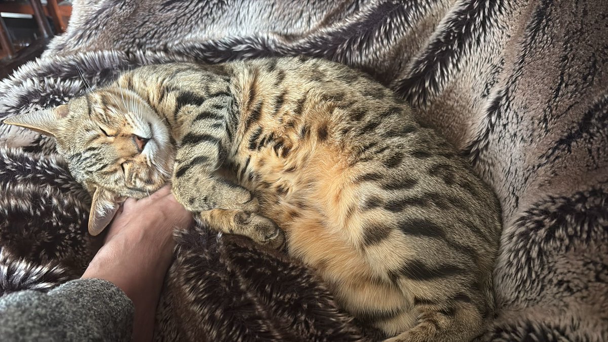 PhileasFrench's tweet image. I need to move my foot but can’t disturb this cuteness #cutecat #bengal