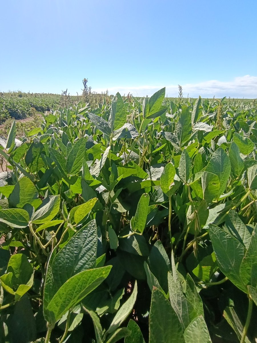 Tomás Oesterheld 🇦🇷 tweet media