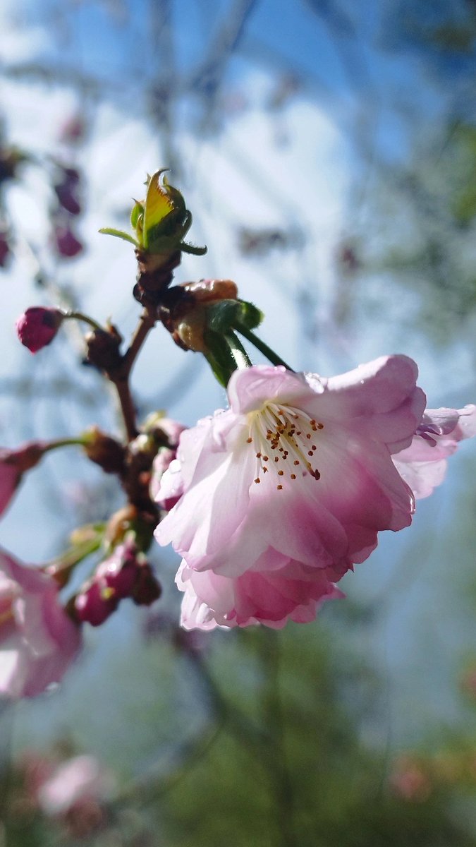 Ángela Redondo Almandoz tweet media