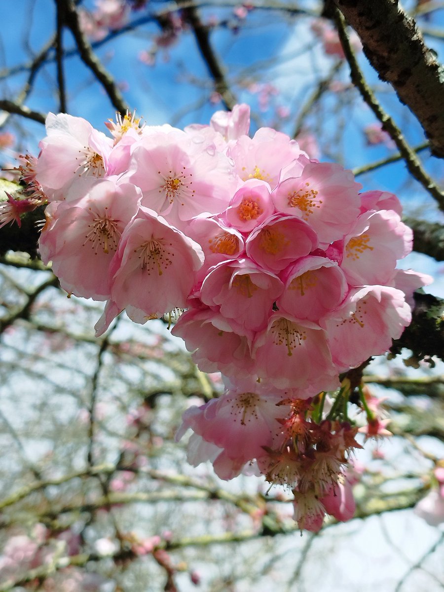 Ángela Redondo Almandoz tweet media