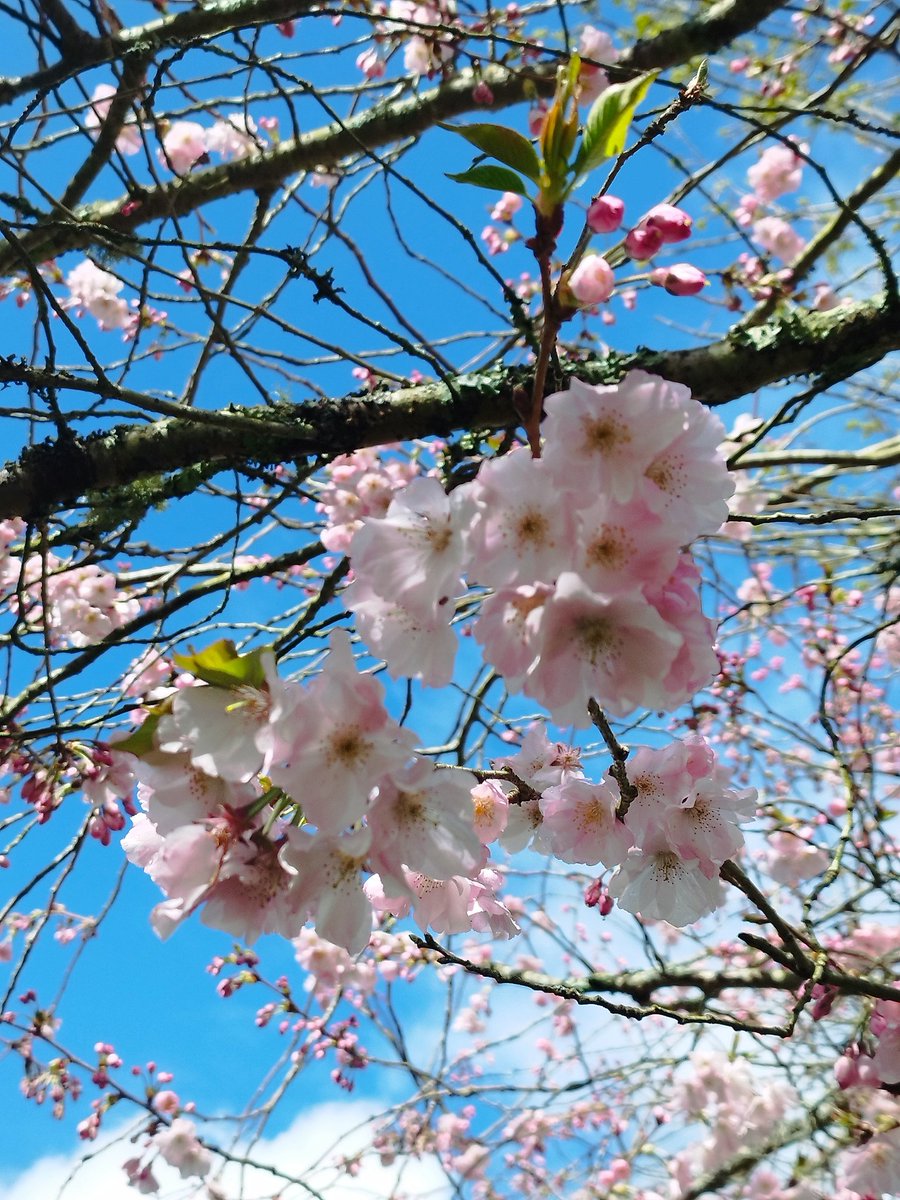 Ángela Redondo Almandoz tweet media