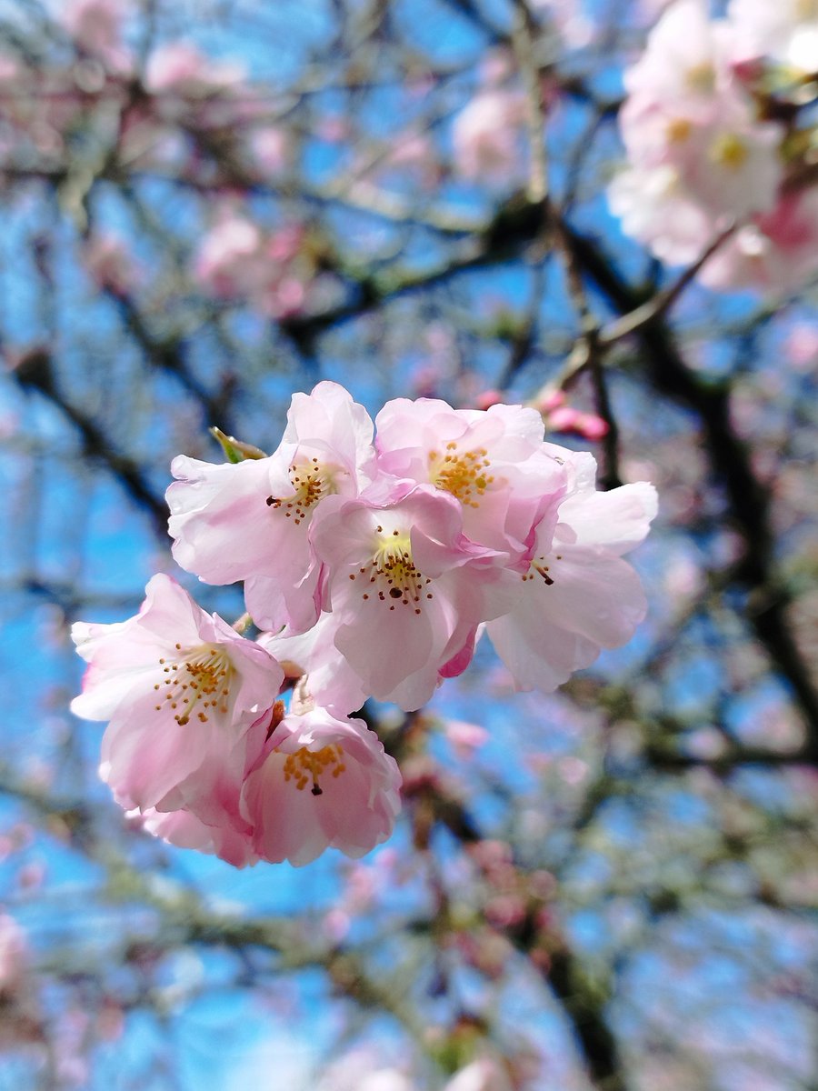 Ángela Redondo Almandoz tweet media