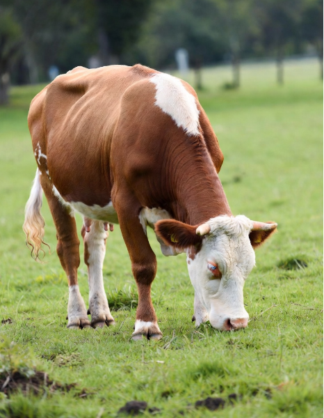 Ferdinand Meeus tweet media