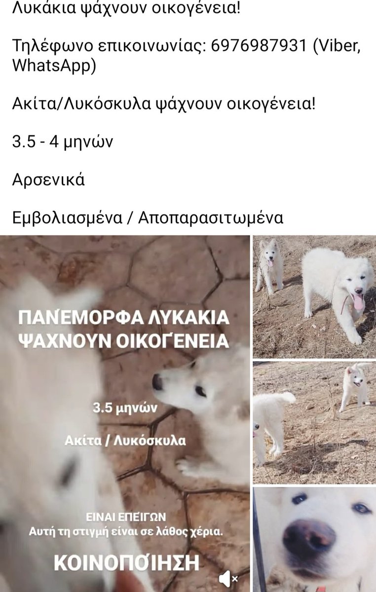 KatKatPt's tweet photo. 🆘️🆘️🆘️
Πανέμορφα κουτάβια περίπου 4 μηνών Ακιτα/Λυκόσκυλα για υιοθεσία 
Αρσενικά,εμβολιασμενα,αποπαρασιτωμενα 
Είναι επείγον να βρουν άμεσα σπίτια
Για παραπάνω πληροφορίες επικοινωνία με το τηλ
Rt 🙏 🙏 🙏 https://t.co/Q9ezrzwvtk