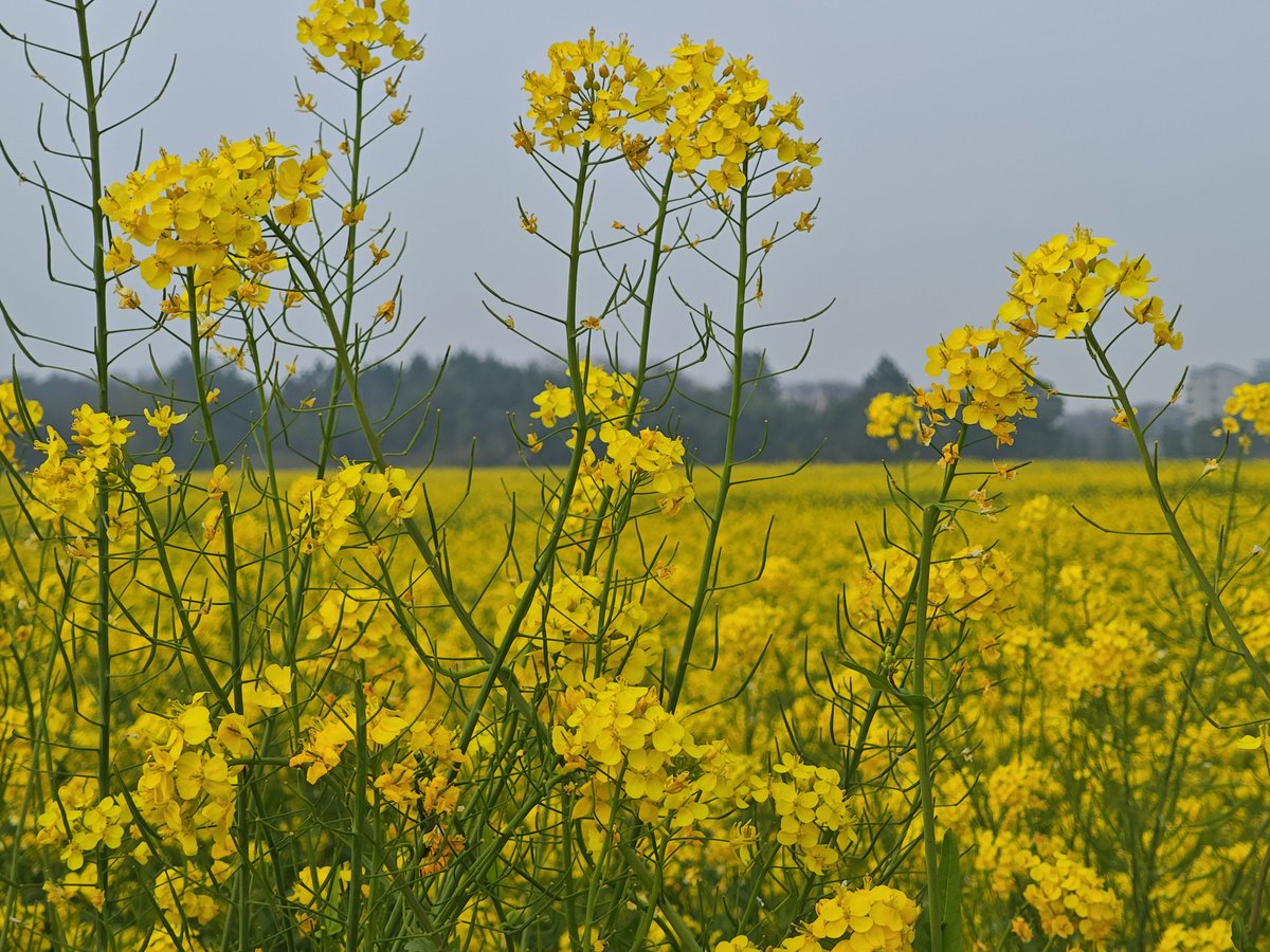 半夜汽笛 tweet media