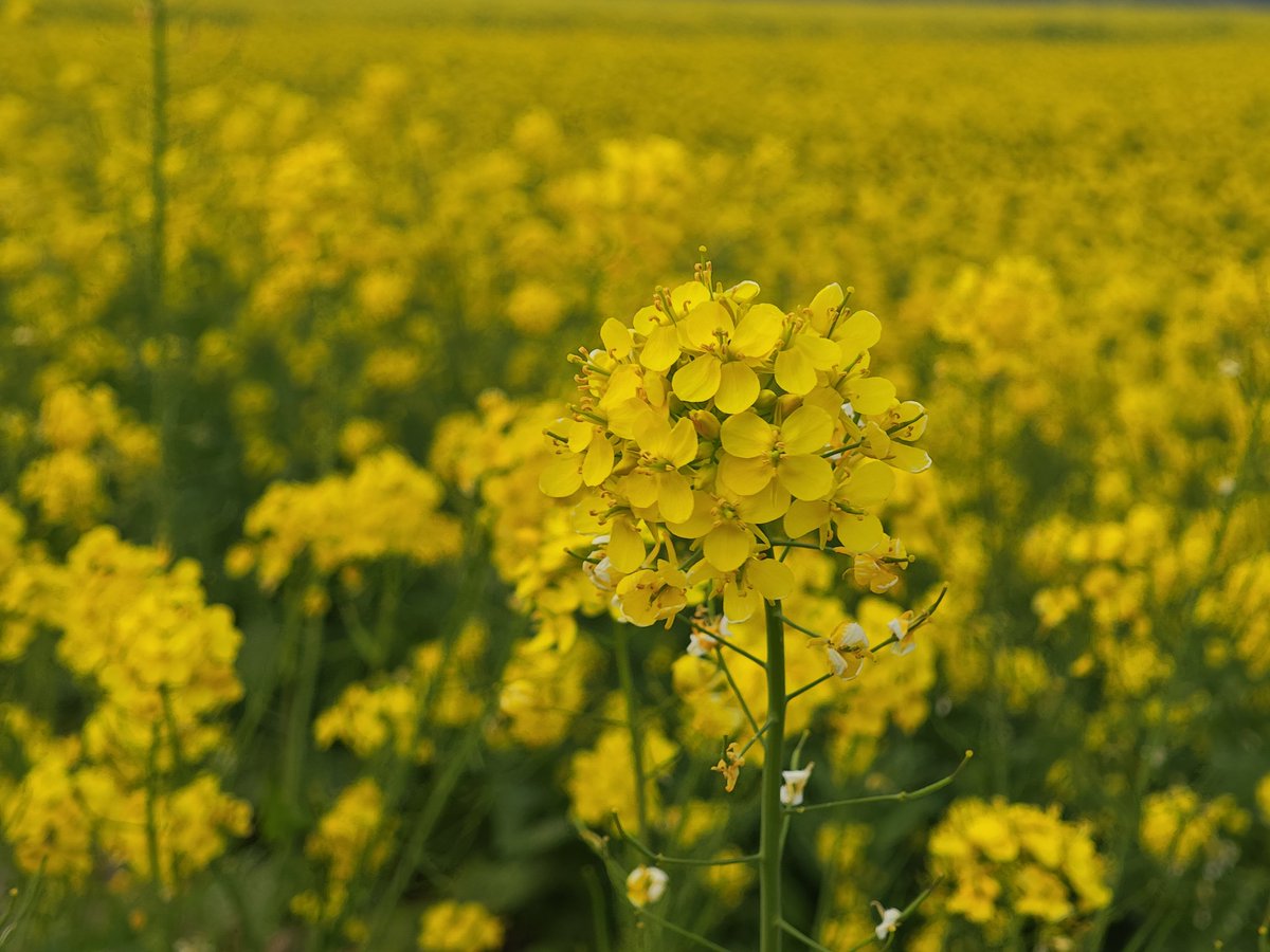 半夜汽笛 tweet media