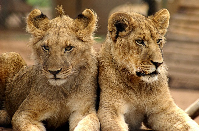 Peris Maher tweet media