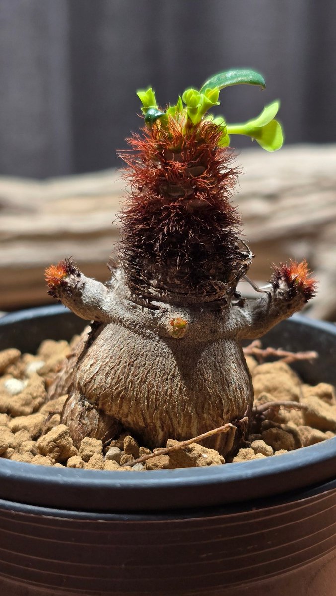 ぺSHIDA tweet media