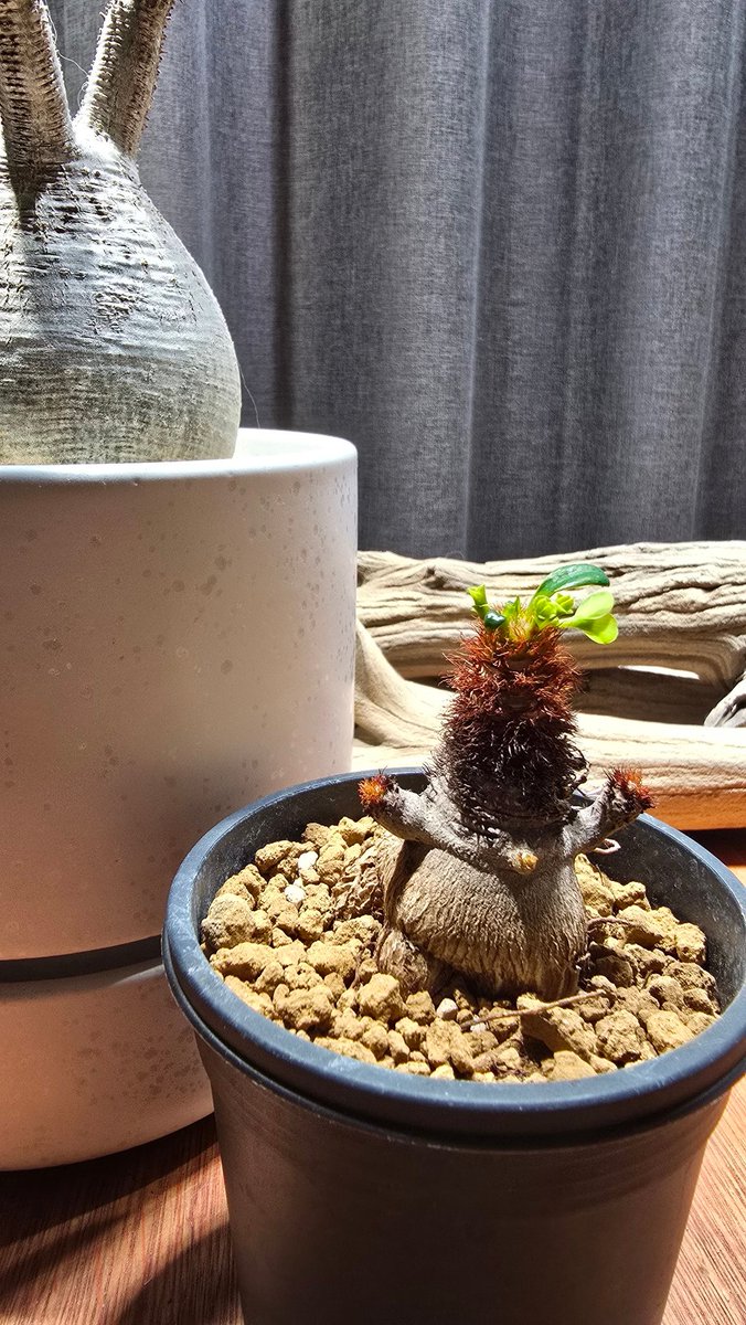 ぺSHIDA tweet media